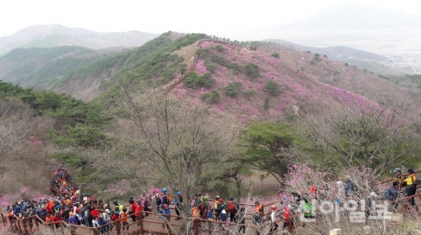 강화, 고려산 진달래 군락지 확장 본격화