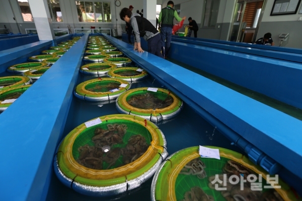 해남군 수산물 위판장, 해남낙지 유통거점 자리매김