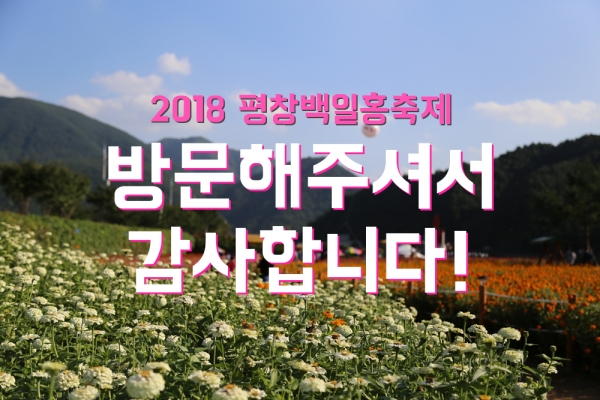 평창백일홍축제
