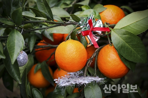 우리나라에서 ‘크리스마스 오렌지’가 생산된다?