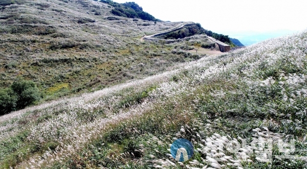 창녕 화왕산에서 ‘산행도 즐기고 억새 감상’하며 힐링 하세요