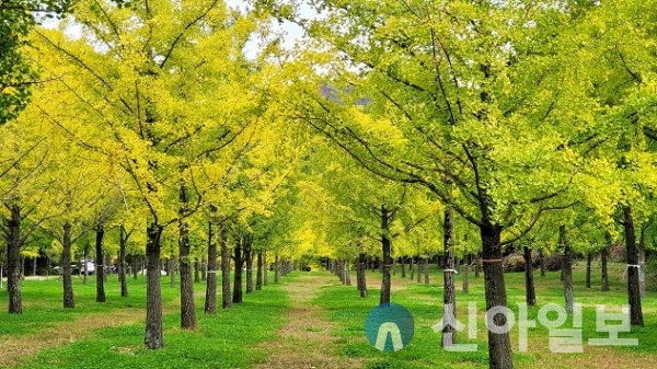 홍천 내면 은행나무숲, 올해도 코로나19로 미개방 결정