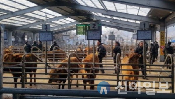 홍천축산농협, 스마트 전자경매 가축시장 개장
