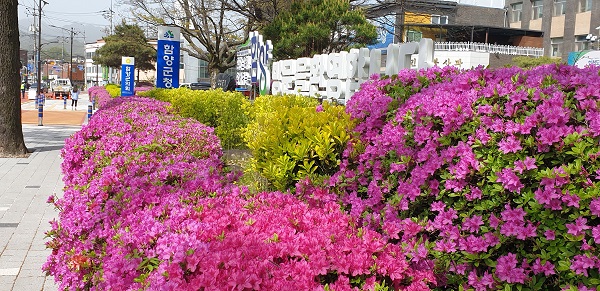 [포토] 함양군청 정문 앞 연산홍 ‘만개’