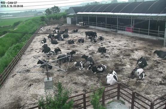 대한민국 제1호 행복한 젖소목장 등장