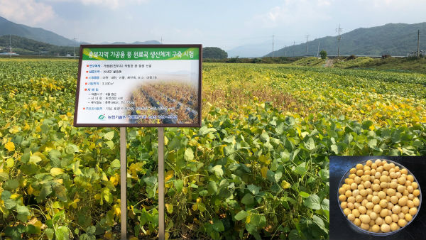 충북지역 가공용 콩으로 선풍콩 선발