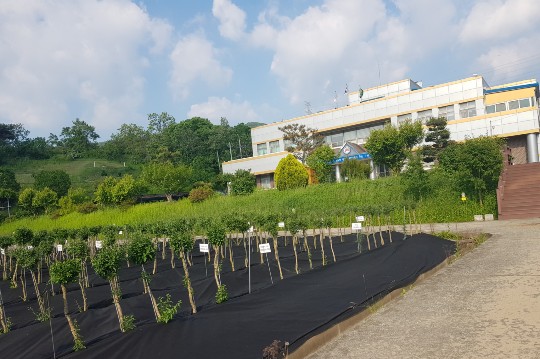 청양 구기자 명성 잇는다