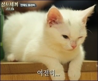 고양이가 먹으면 안 되는 음식, 닭뼈-생선뼈 등 날카로운 것 안돼 고양이 신체 내부에 상처내기 때문