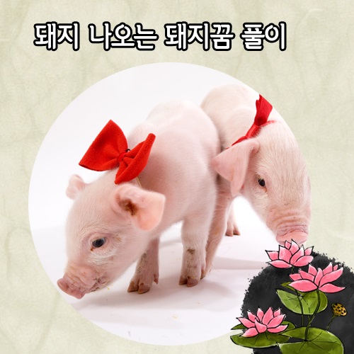 [알콩달콩 꿈해몽 꿈풀이] 돼지꿈은 돈과 연관되는 길몽이 대부분