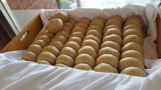 [후지니의 전국 팔도 맛집 탐방(6) 제주 보리빵 덕인당] 전통떡 상애떡에서 변형된 보리빵