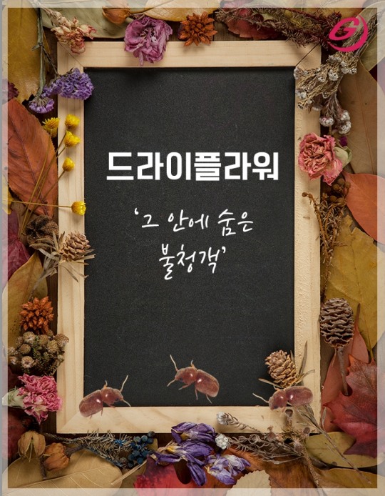 [카드뉴스] 드라이플라워… 그 안에 숨은 불청객