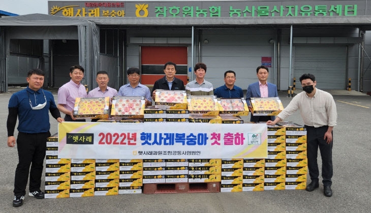 대한민국 대표 이천시 햇사레 복숭아 첫 출하