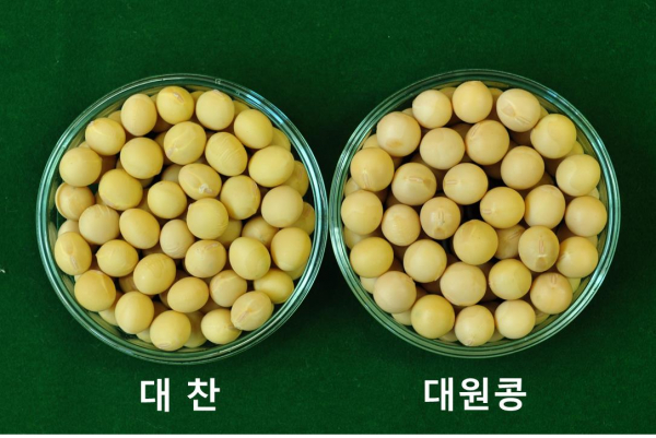 농진청 개발 콩 신품종 재배 방법 소개