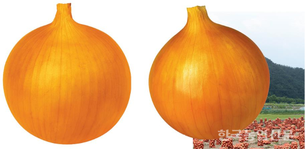 양파 품종 고민 이제 그만···조생금빛·땡큐볼로 해결