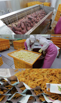 고구마 전도사 고창황토고구마사업단