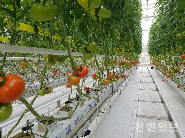 [창간특집]농업의 미래 싹 틔울 청년농부, 스마트농법에 반하다