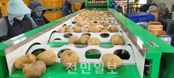 부안군, 동진수미감자 우체국쇼핑몰 특별판매 성황