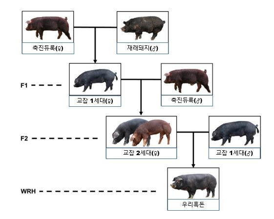 농진청, 우리흑돈유전적 차별성 과학적으로 밝혀
