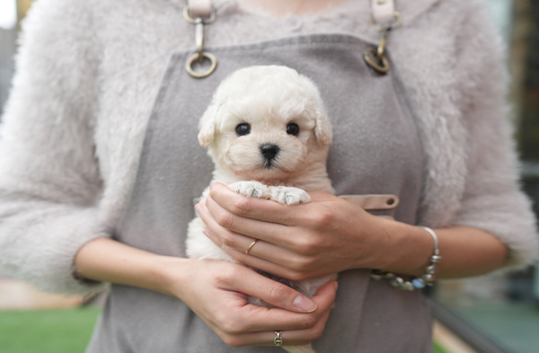 광주 애견샵 미유펫, 12월 크리스마스 강아지 고양이 분양 이벤트 실시