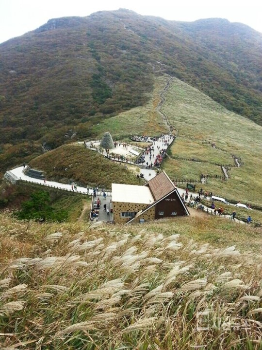 [SN포토] 황금물결이 출렁이는 영남알프스 간월재 억새평원