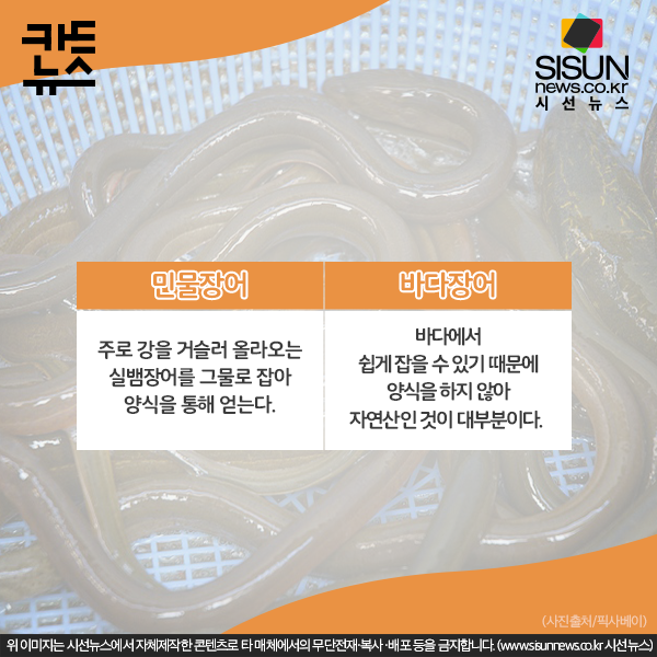 [카드뉴스] 민물장어와 바다장어의 차이점 [시선뉴스]