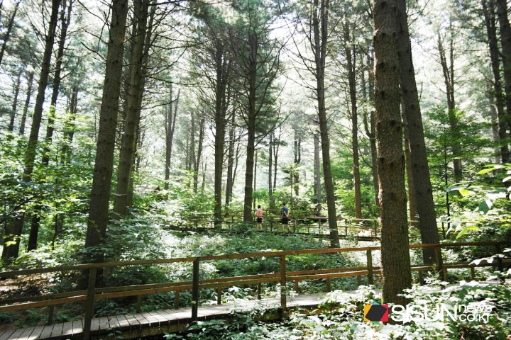 [SN여행] 천연림과 인공림이 조화를 이룬 청태산 자연휴양림 [강원 횡성]