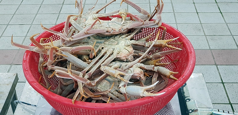 제주, 마(馬)랑 힐링투어 진행과 삼척, 삼척대게축제 열려 [팔도소식/문화N교류]