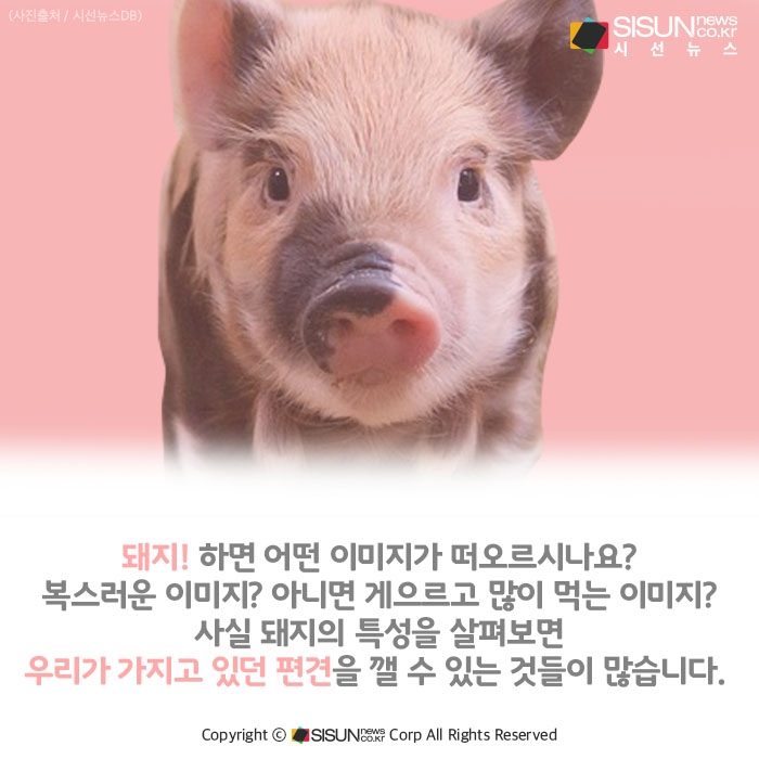돼지의 IQ, 3~4세 아이와 비슷할 정도 [카드뉴스]