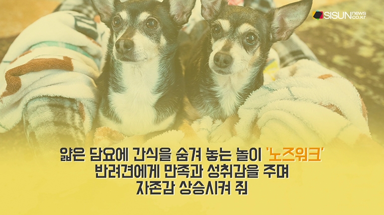 [애니멀TV] 반려동물의 심신 건강을 위한 펫테리어 꿀팁!