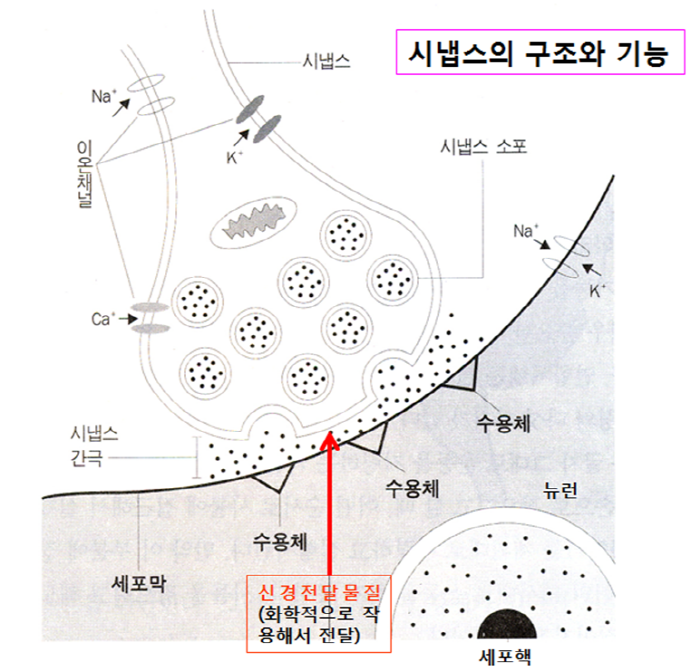 인공두뇌 향한 스스로 학습하는 인공시냅스 멤리스터 개발