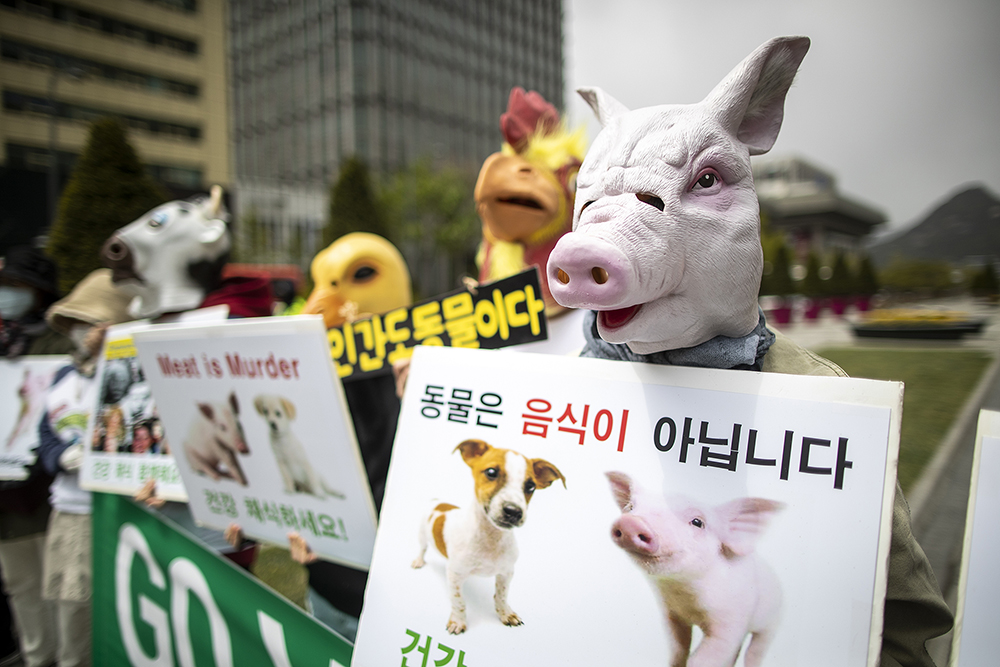 공장식 축산이 신종 바이러스 출현 불렀다