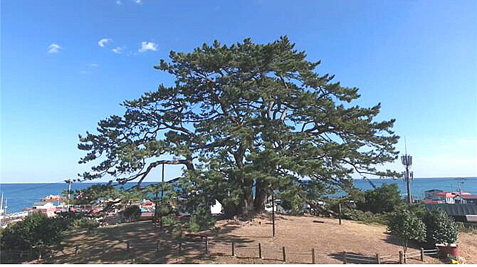 기장군 죽성리 당산나무 곰솔, 산림청 올해의 나무에 선정