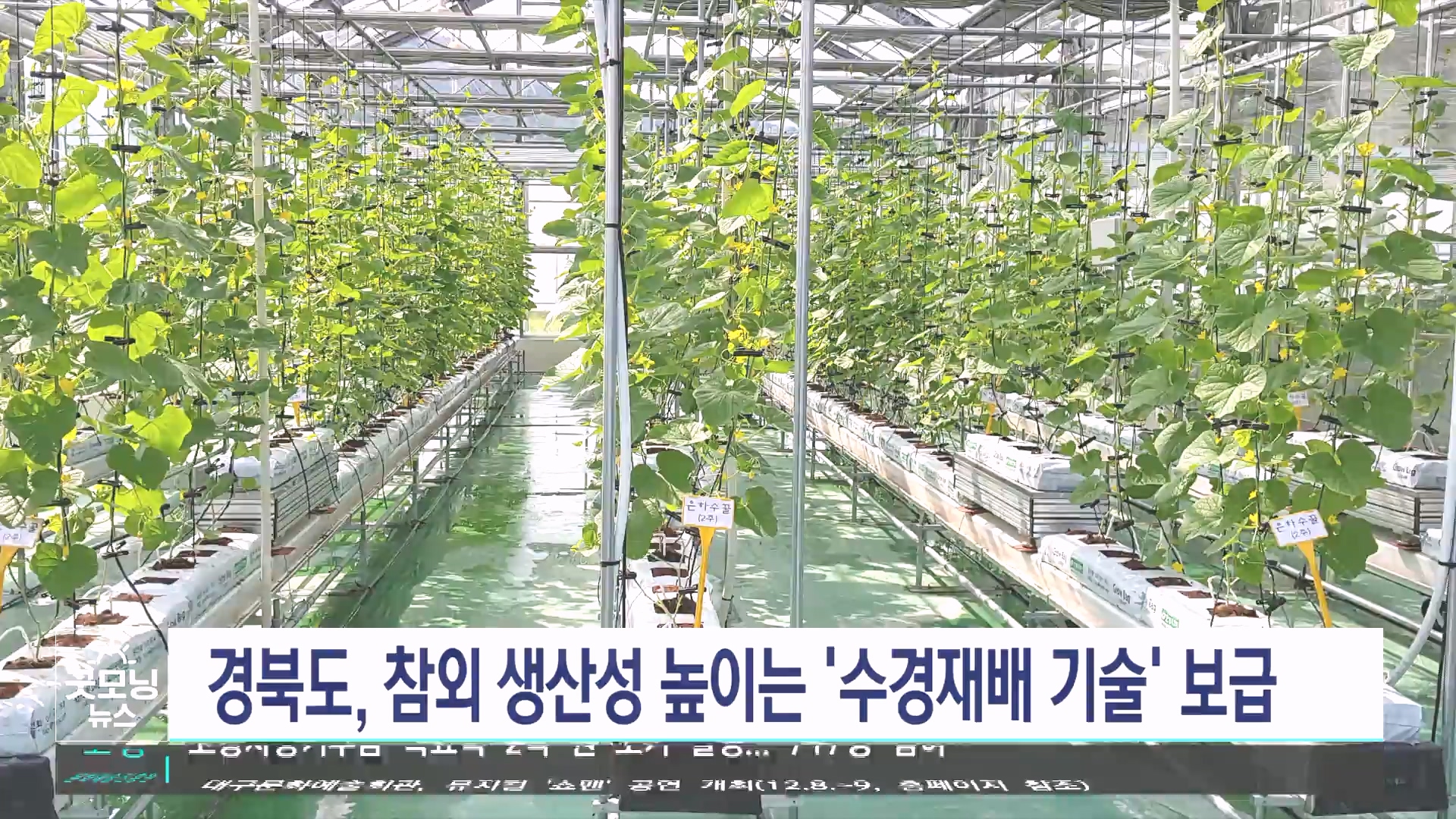 성주 참외 수경재배 기술 보급