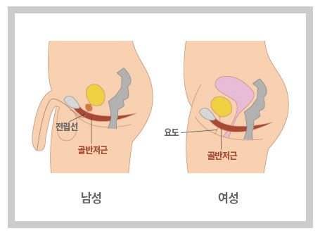 네이밍| 집에서 편하게 자동 케겔 운동 ‘이지케이’