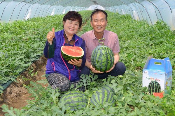 달성 옥포수박 본격 출하