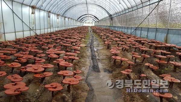 영지버섯에 대한 열정·품질관리로 성공의 길 걷다
