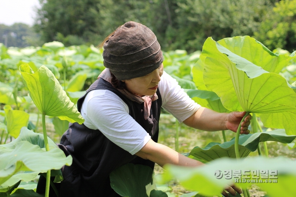 蓮 제품화와 활발한 SNS 활용이 강소農의 비결