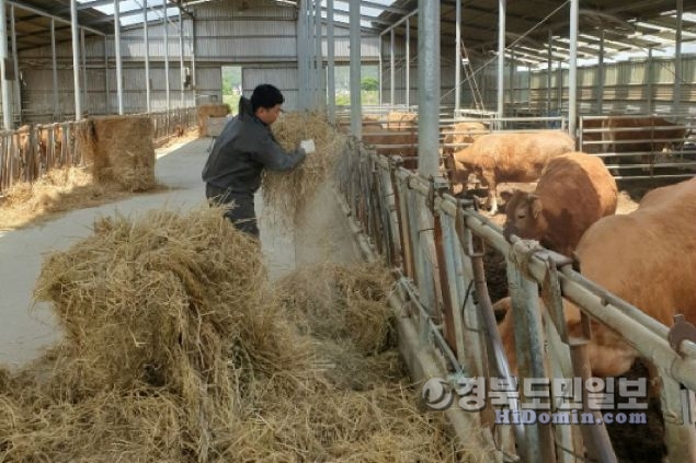 경주시, 한우농가 대체인력 지원 사업 추진