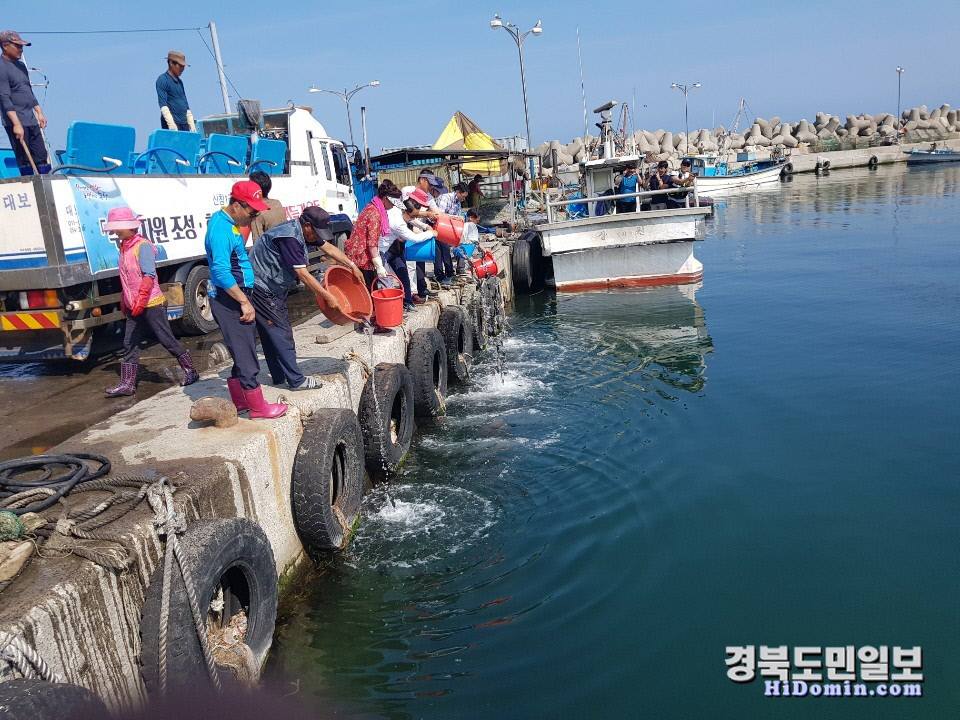 포항 신창1리 광어 치어 6만 마리 방류