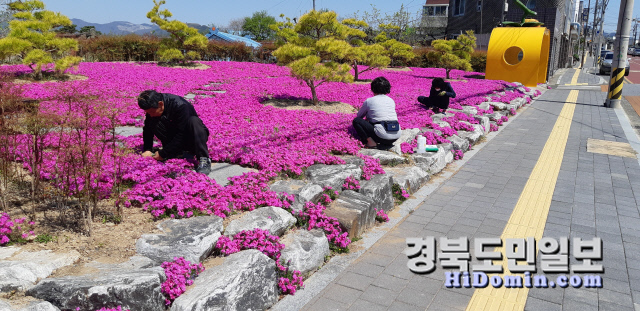 청도 화양읍 꽃잔디 물결