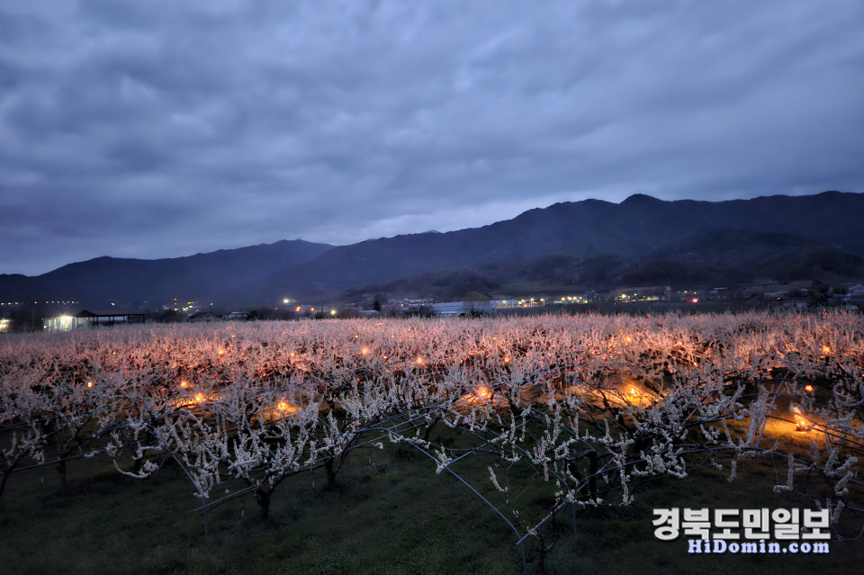 영주시, 늦서리 피해예방 실증시험 추진