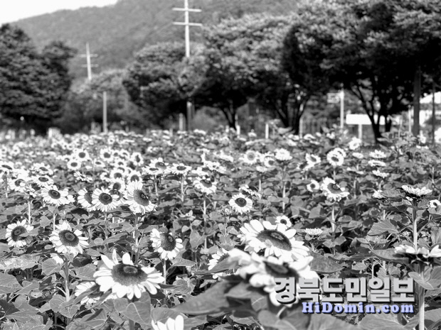 논공단지 노란 꽃물결 넘실