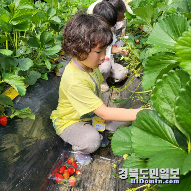 청도 이서초 병설, 유치원 공동교육과정 딸기농원 체험학습
