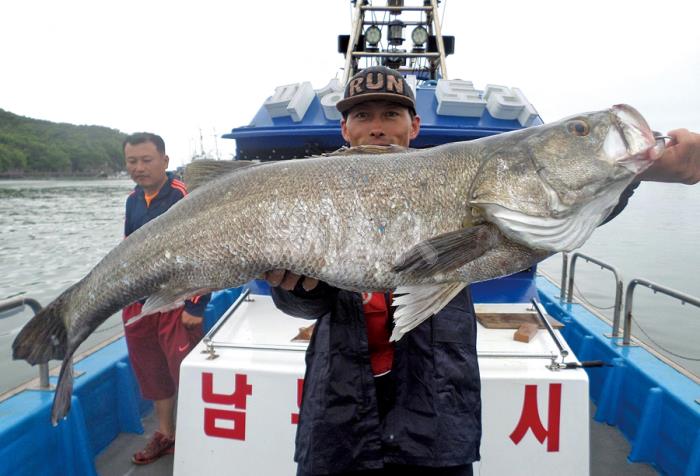  낚시춘추, 대어-격포 소여에서 109cm 농어