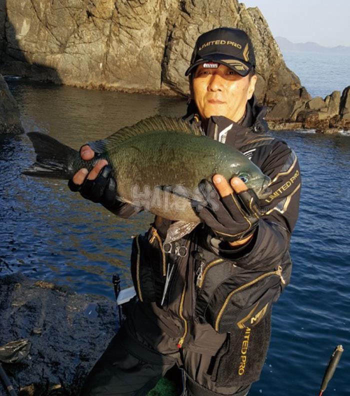  낚시춘추, 대어-부산 형제섬에서 51cm 벵에돔 낚았다