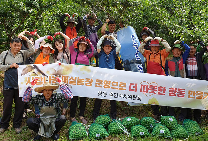 순천시 향동주민자치위 매실 수확