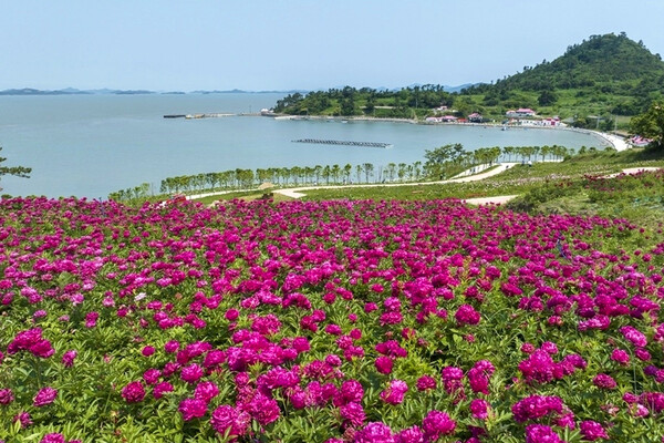 옥도 작약 꽃 축제