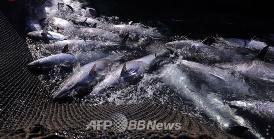 태풍 ‘낭카’ 영향, 日 참다랑어 양식장 쑥대밭…참치 1만마리 떼죽음