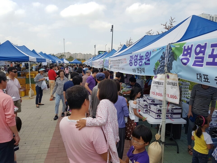 김포 포도 맛보러 오세요! 직거래 장터 4곳 운영