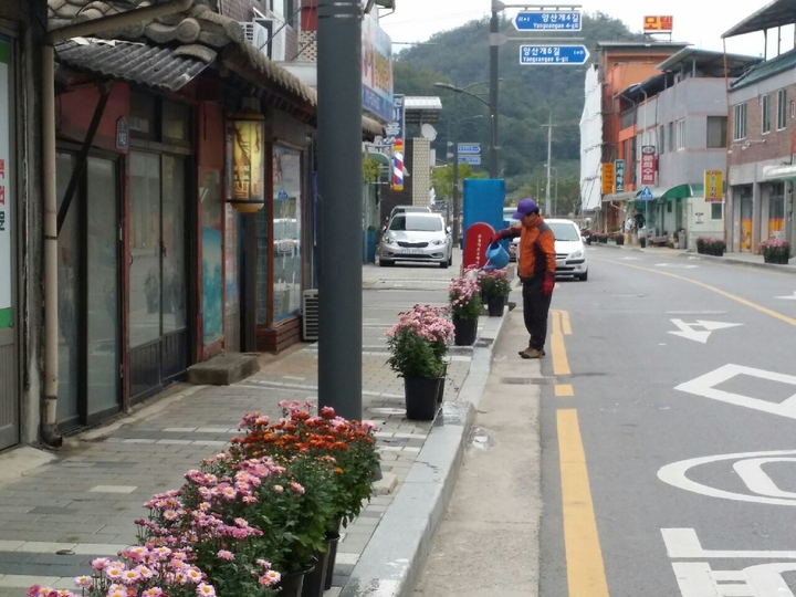 문경시  모전공원 국 화향기로  가득